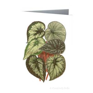 Begonia Leaves Vintage Greeting Card