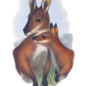 Red neck Bennett wallabies by John Gould Vintage Australian Wildlife greeting cards printed on recycled paper