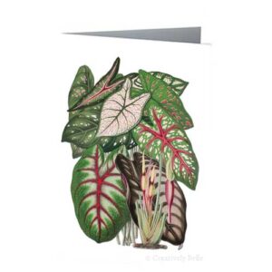Caladium Leaves Vintage Greeting Card