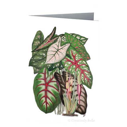 Caladium Leaves Vintage Greeting Card