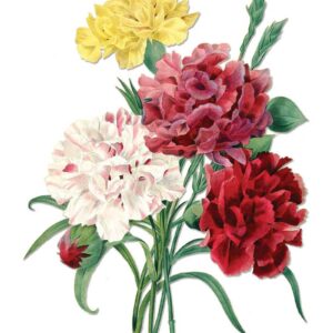 Carnations vintage botanical floral art greeting card