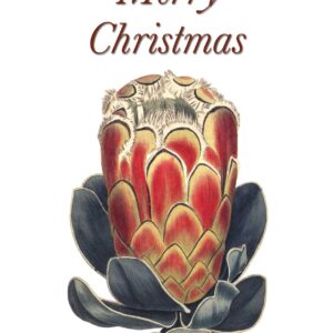 Vintage botanical protea Merry Christmas greeting card designed by Creatively Belle
