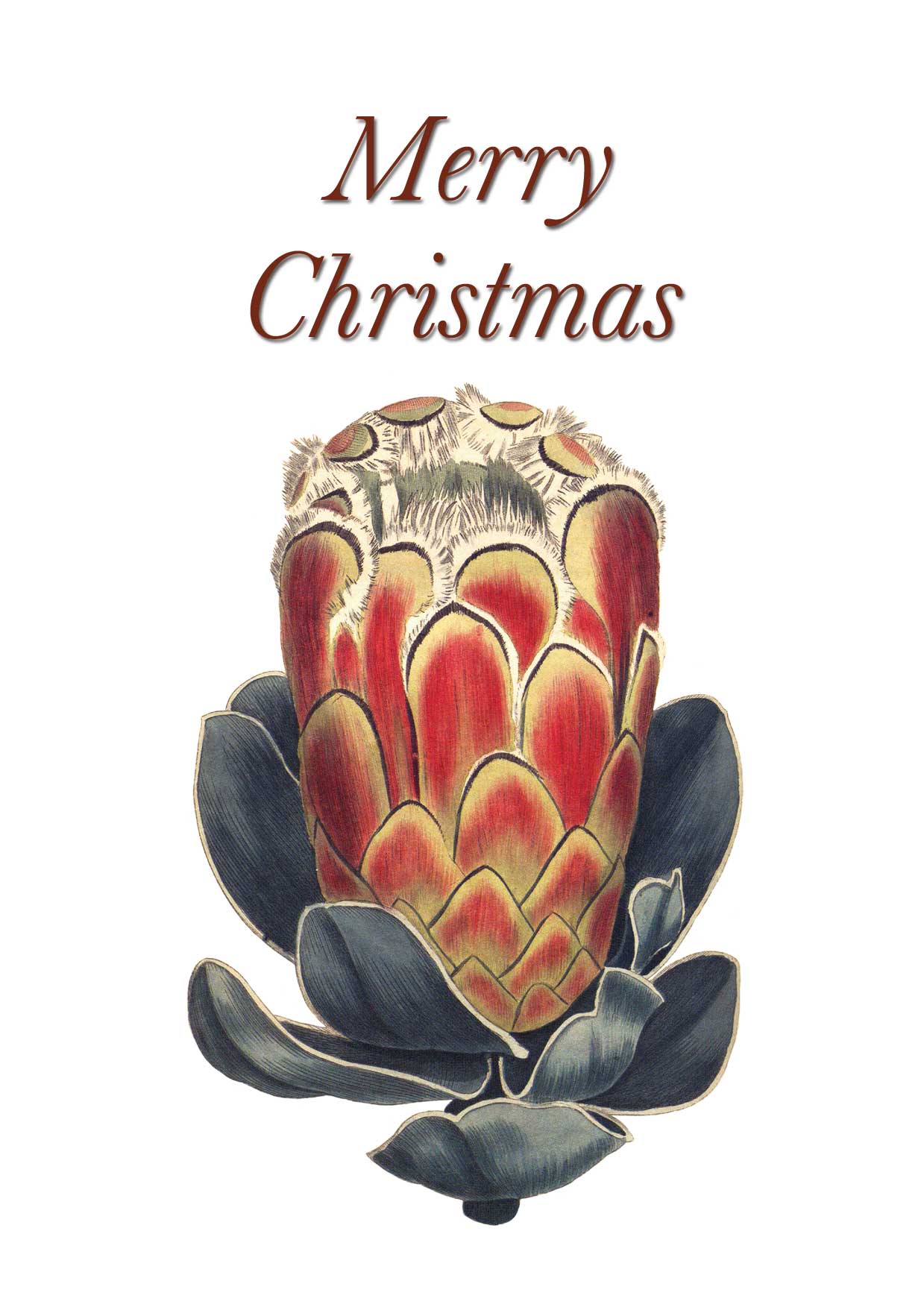 Vintage botanical protea Merry Christmas greeting card designed by Creatively Belle