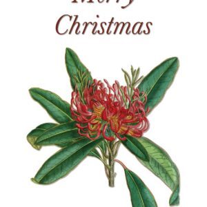 Tasmanian Waratah Vintage Botanical Merry Christmas greeting card designed by Creatively Belle