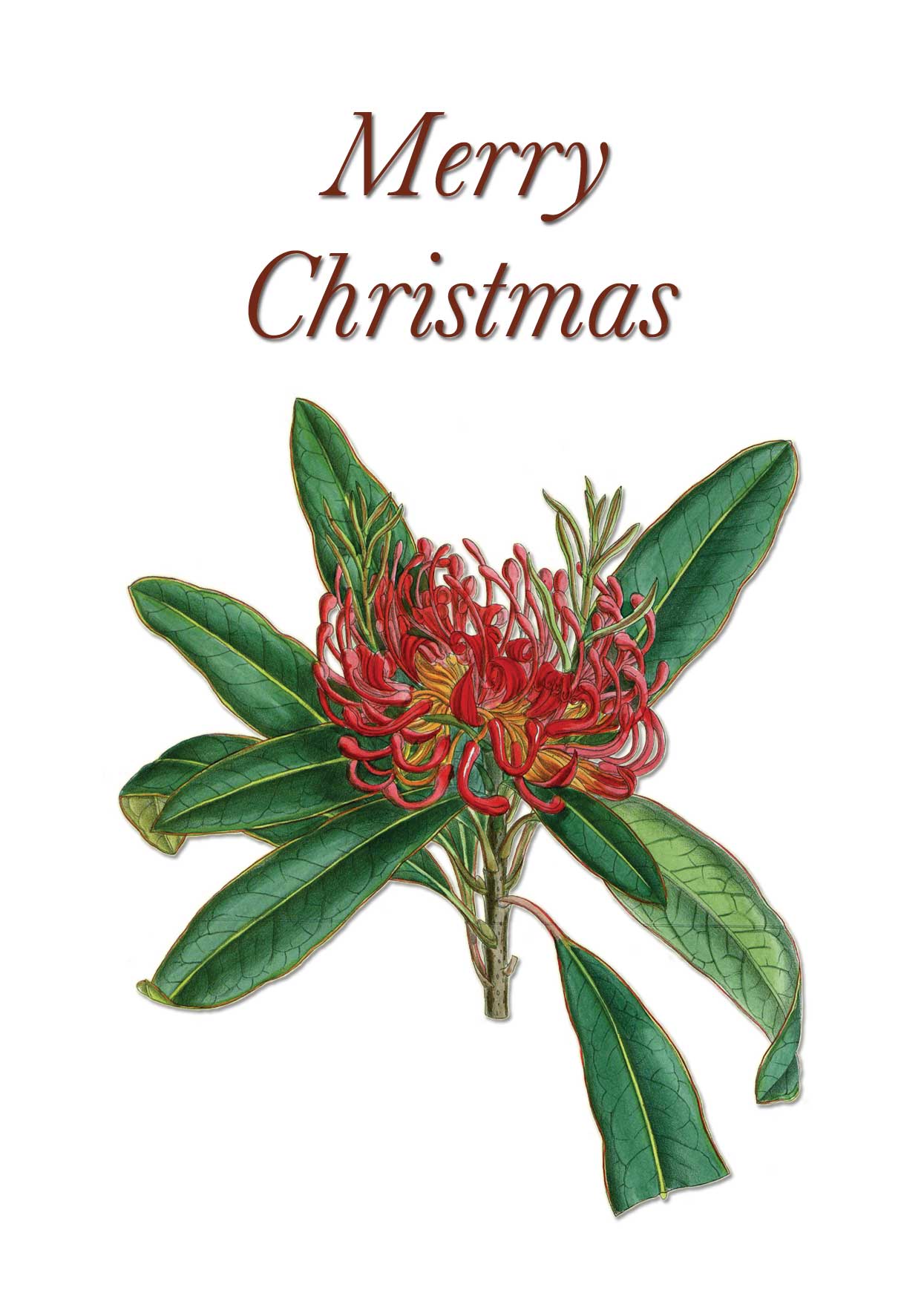 Tasmanian Waratah Vintage Botanical Merry Christmas greeting card designed by Creatively Belle