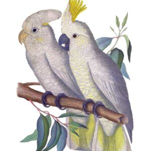 Citron Cockatoos vintage art greeting card