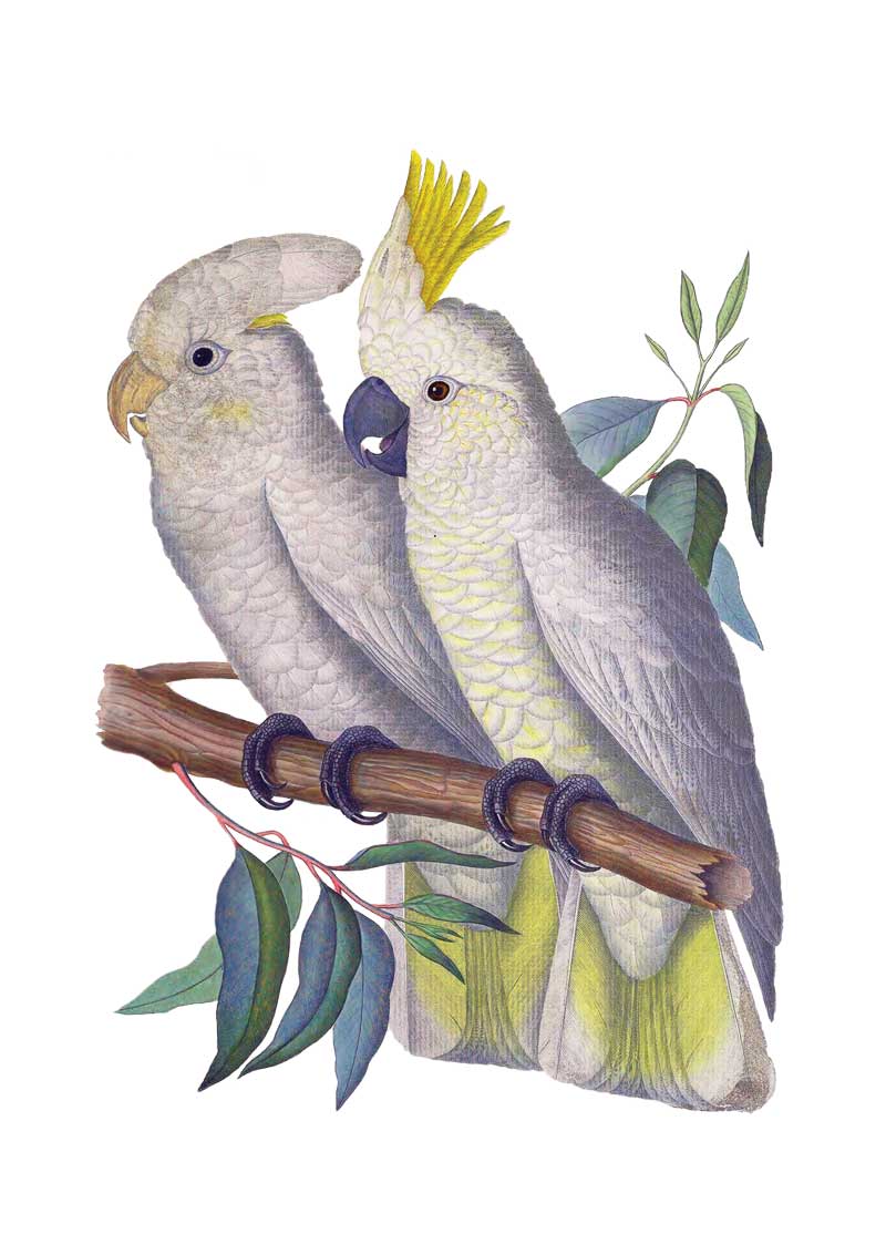 Citron Cockatoos vintage art greeting card