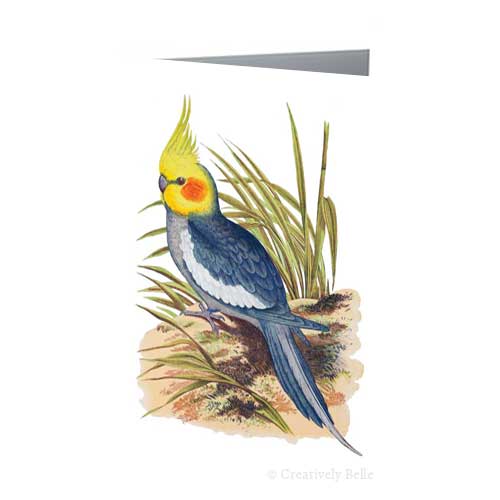 Cockatiel Vintage Bird Greeting Card