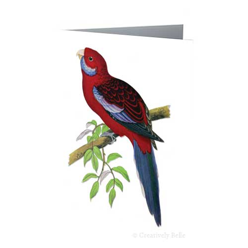 Crimson Rosella Vintage Bird Greeting Card
