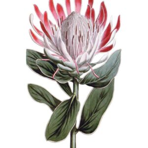 Crown Protea vintage Australian botanical floral art greeting card