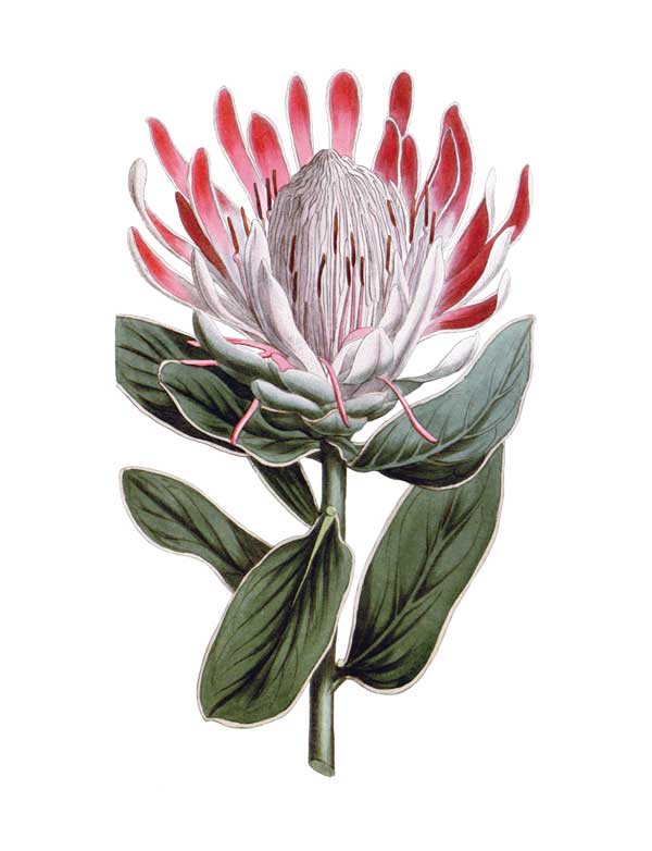 Crown Protea vintage Australian botanical floral art greeting card