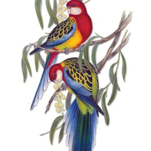 Eastern Rosellas by Elizabeth Gould vintage art greeting card