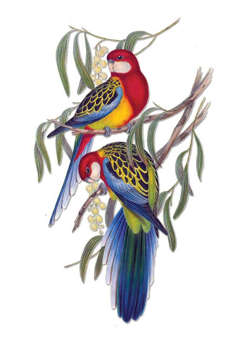 Eastern Rosellas by Elizabeth Gould vintage art greeting card