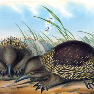 Tasmanian echidnas by John Gould Vintage Australian Wildlife greeting cards printed on recycled paper