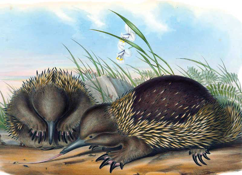Tasmanian echidnas by John Gould Vintage Australian Wildlife greeting cards printed on recycled paper