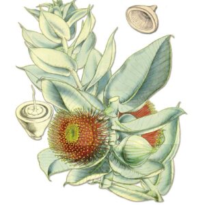 Eucalyptus Macrocarpa vintage Australian botanical floral art greeting card