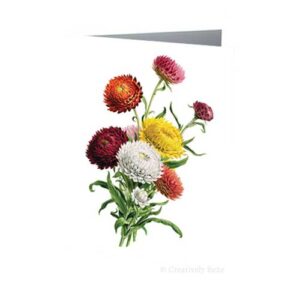Bunch of Everlastings Australian Vintage Botanical Greeting Cards