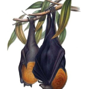 Flying Foxes Bats by John Gould Vintage Australian Wildlife greeting cards printed on recycled paper