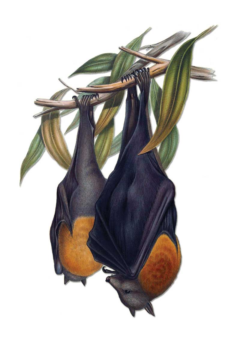 Flying Foxes Bats by John Gould Vintage Australian Wildlife greeting cards printed on recycled paper