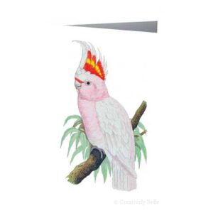 Gagalarrin (Major Mitchell) Cockatoo Vintage Bird Greeting Card