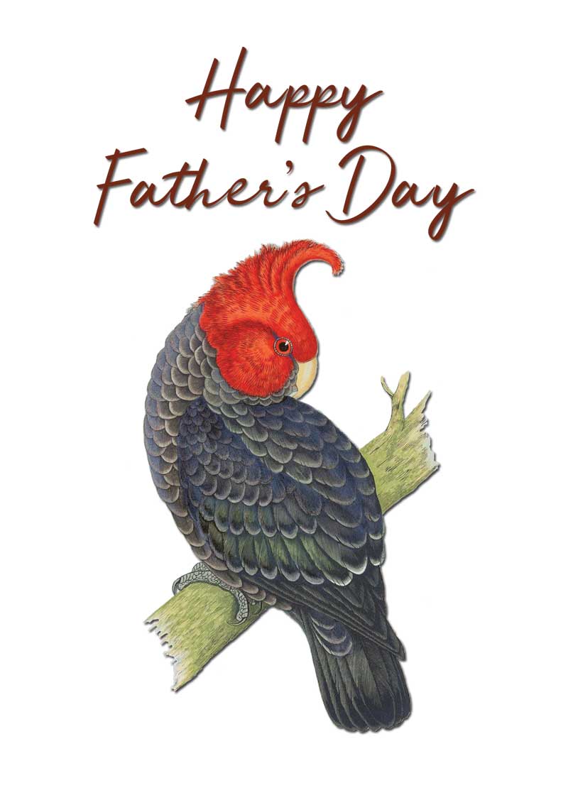 Father's Day Gang Gang Cockatoo by Elizabeth Gould vintage bird art greeting card