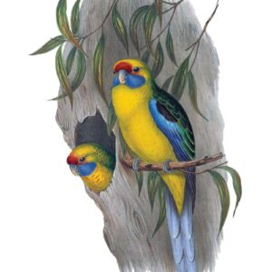 Green Rosellas by Elizabeth Gould vintage art greeting card