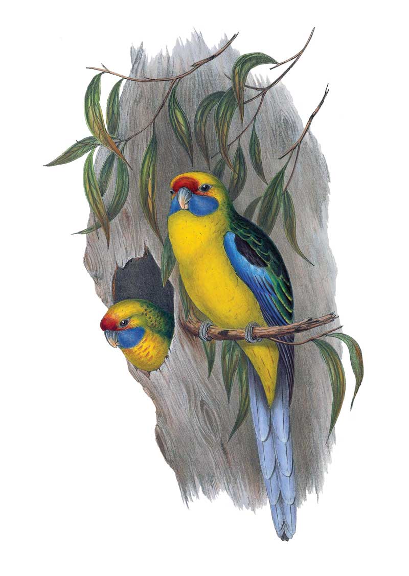 Green Rosellas by Elizabeth Gould vintage art greeting card