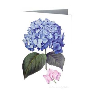 Hydrangea Vintage Botanical Greeting Card