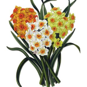 Jonquils vintage botanical floral art greeting card