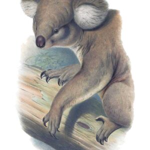Koala by John Gould Vintage Australian Wildlife greeting cards printed on recycled paper