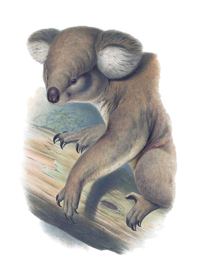 Koala by John Gould Vintage Australian Wildlife greeting cards printed on recycled paper