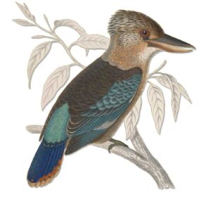 Blue Winged Kookaburra vintage art bird greeting card