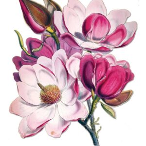 Magnolias vintage botanical floral art greeting card