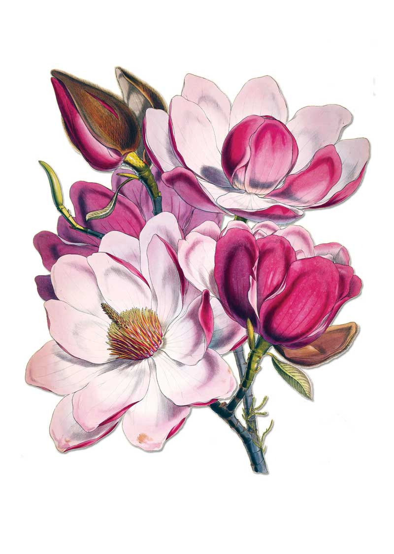 Magnolias vintage botanical floral art greeting card