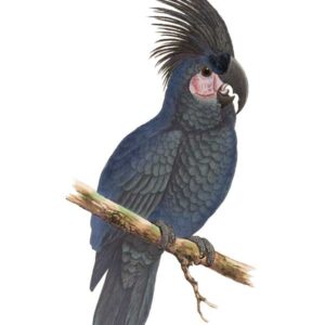 Palm Cockatoo vintage bird art greeting card