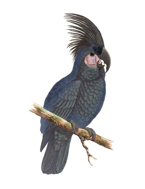 Palm Cockatoo vintage bird art greeting card