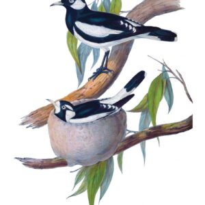 Pee wee vintage bird art greeting card
