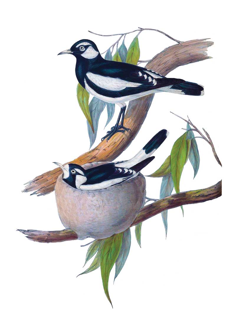 Pee wee vintage bird art greeting card