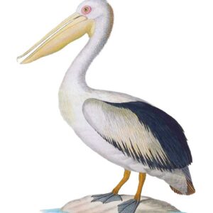 The much loved Australian Pelican vintage bird art greeting card