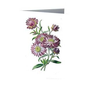 Pink Everlasting Australian Wildflowers Vintage Botanical Greeting Card