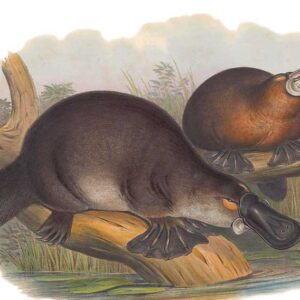 Tasmanian platypuses by John Gould Vintage Australian Wildlife greeting cards printed on recycled paper