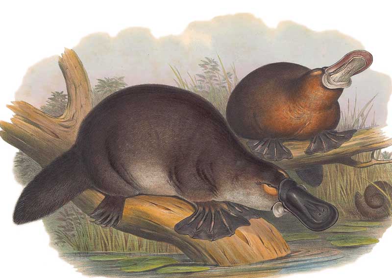 Tasmanian platypuses by John Gould Vintage Australian Wildlife greeting cards printed on recycled paper