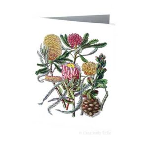 Protea Family Australian Wildflowers Vintage Botanical Greeting Card