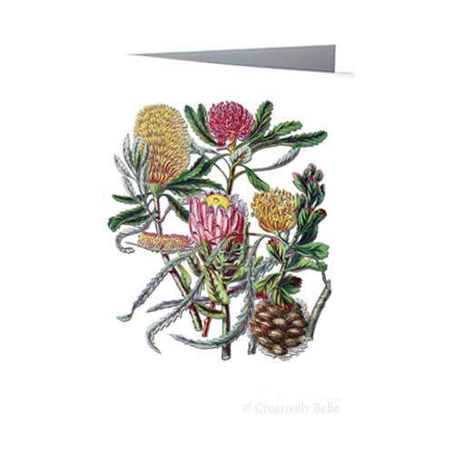 Protea Family Australian Wildflowers Vintage Botanical Greeting Card