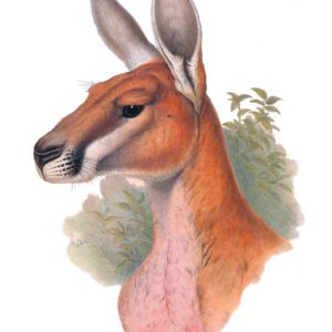 Red Kangaroo by John Gould Vintage Australian Wildlife greeting cards printed on recycled paper