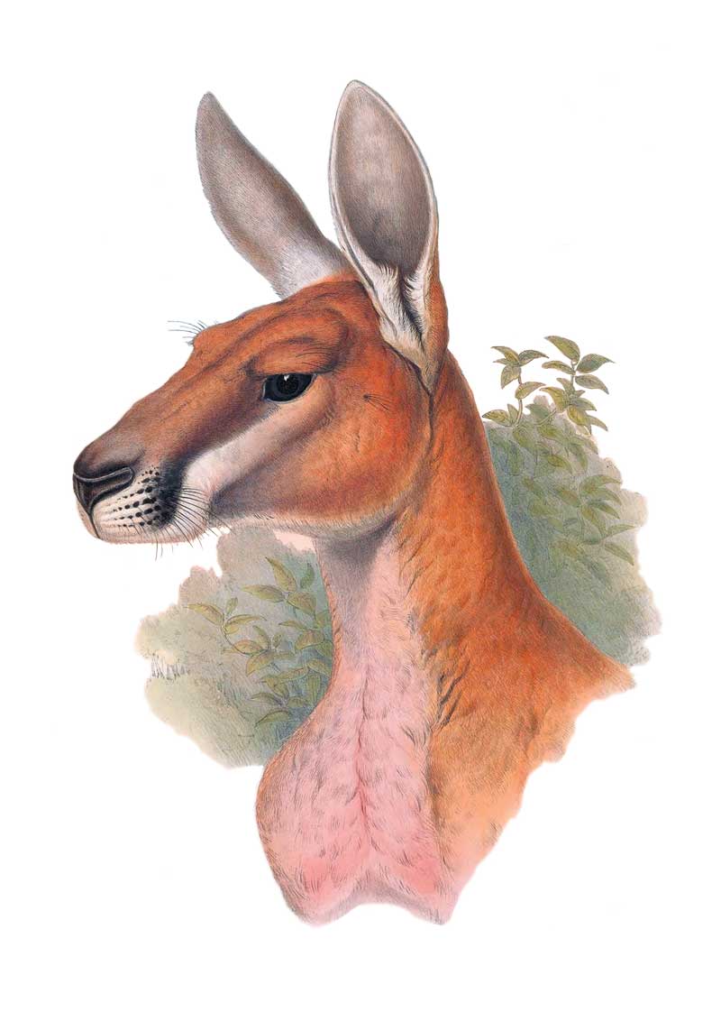 Red Kangaroo by John Gould Vintage Australian Wildlife greeting cards printed on recycled paper