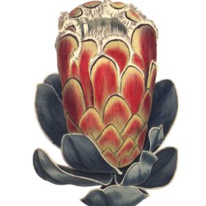 Protea vintage Australian botanical floral art greeting card