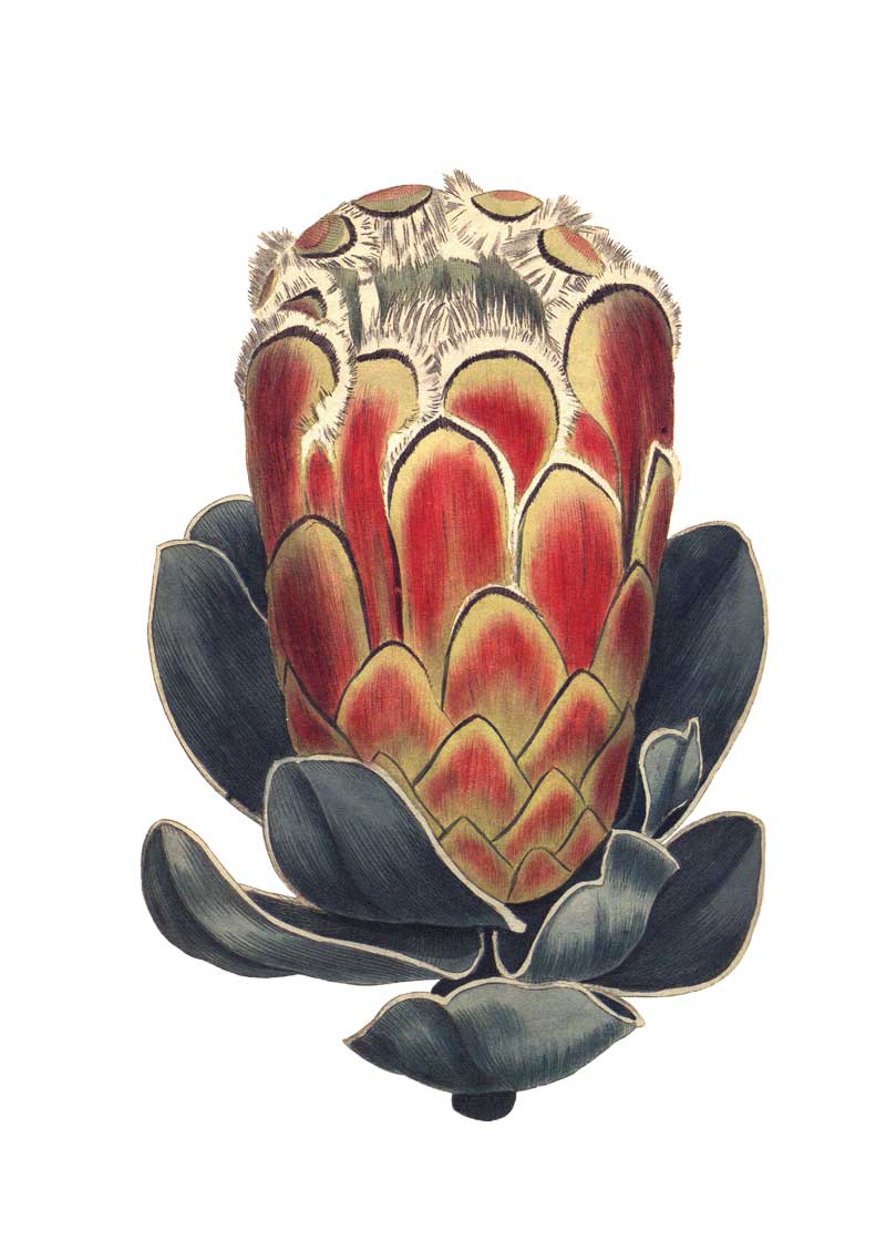 Protea vintage Australian botanical floral art greeting card