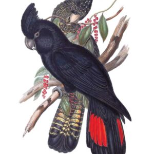 Red Tailed Black Cockatoos by Elizabeth Gould vintage art greeting card