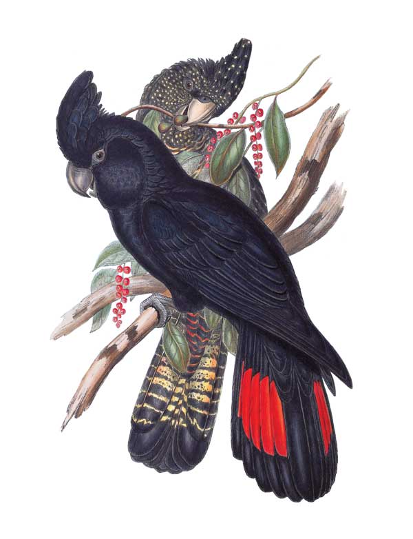 Red Tailed Black Cockatoos by Elizabeth Gould vintage art greeting card